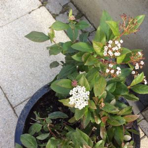 Nectar from our shrubs Nectar from our shrubs