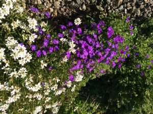 Iberis and Aubrieta Iberis and Aubrieta