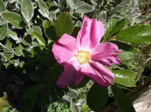 Rugosa Rose Rugosa Rose