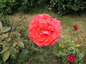 Rose Rose