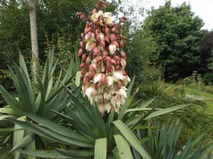 Yucca Yucca
