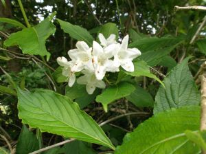 Name the plant Name the plant