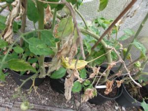 Tomato Leaves Tomato Leaves