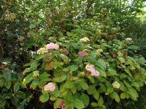 Hydrangeas Hydrangeas
