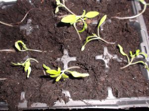 Potted up Potted up