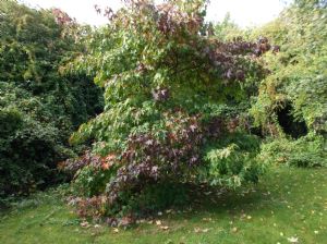 Liquidambar Liquidambar