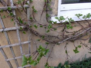 Hydrangea climbing type Hydrangea climbing type