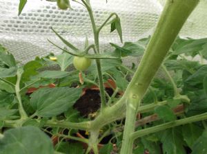 fruit on Tomato Plant fruit on Tomato Plant