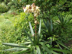 Yucca Yucca