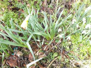 Snowdrops & Daffodil Snowdrops & Daffodil