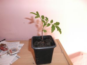 Tomato plant Tomato plant