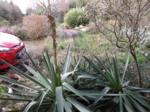Yucca Yucca