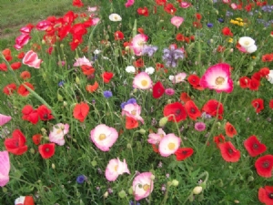 From my wild flower area last year From my wild flower area last year
