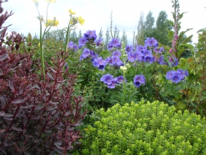 Geranium from Linda Geranium from Linda