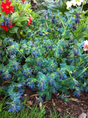 Cerinthe major 'Purpurascens Cerinthe major 'Purpurascens