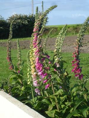 Mixed foxgloves Mixed foxgloves