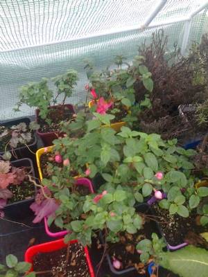 fuchsias still flowering fuchsias still flowering