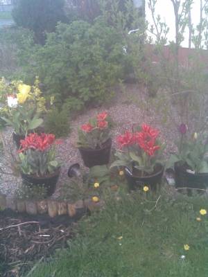 red tulips red tulips