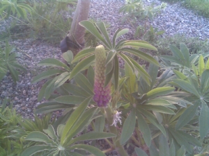 love these lupins love these lupins