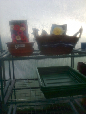 even the basket got planted even the basket got planted