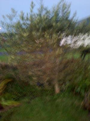 why have my holly trees no berries why have my holly trees no berries