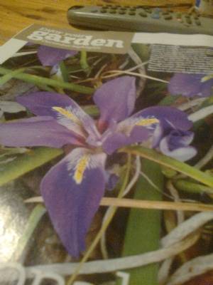 allgerian iris ( iris unguicularis) allgerian iris ( iris unguicularis)