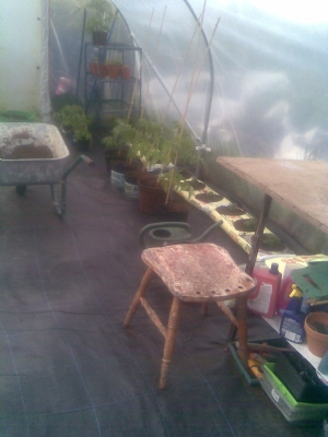 The tomatoes and some of the grow bags The tomatoes and some of the grow bags