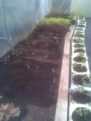 salads galore for the summer salads galore for the summer