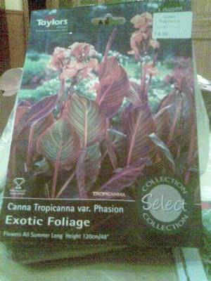 cannas cannas