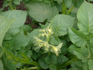 Potato stalks [Solanum tuberosum.close to flowering. Potato stalks [Solanum tuberosum.close to flowering.