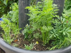 Carrots coming on well in deep tubs. Carrots coming on well in deep tubs.