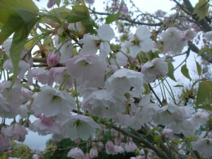 Prunus.White cherry blossom.Name unknown. Prunus.White cherry blossom.Name unknown.