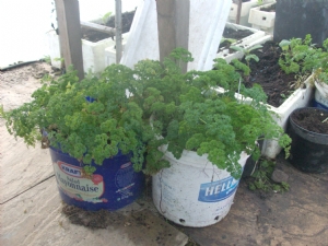 Parsley in tunnel Parsley in tunnel
