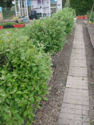 Salix stay the colour we need. Salix stay the colour we need.