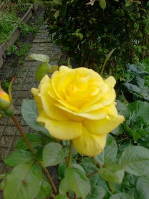 Arthur Bell Rose shines,despite the weather. Arthur Bell Rose shines,despite the weather.