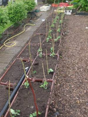 Dampness calls on the Legumes work. Dampness calls on the Legumes work.