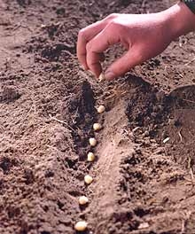 Seed growing tips. Seed growing tips.