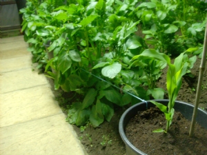 Companions in the polytunnel.. Companions in the polytunnel..