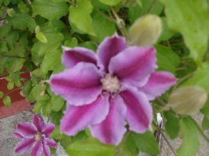 Clematis at the front door begins to appear for 2010. Clematis at the front door begins to appear for 2010.