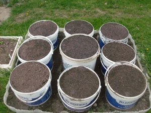 Saturday plans for the vegetable garden. Saturday plans for the vegetable garden.