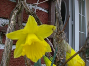 Yellow daffodil snow we want. Yellow daffodil snow we want.