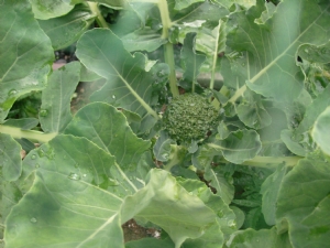 Broccoli doing well. Broccoli doing well.