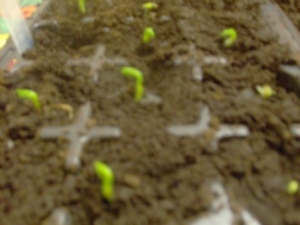 First peas. First peas.