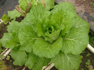 Chinese cabbage 2009. Chinese cabbage 2009.
