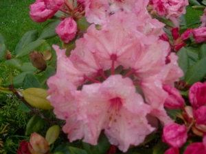 RHODODENDRON shines in the rain. RHODODENDRON shines in the rain.