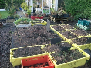 Rhubarb bed given a rest. Rhubarb bed given a rest.