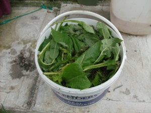 Comfrey food supply.2 Comfrey food supply.2