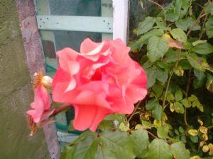 Name needed for this rose,please. Name needed for this rose,please.