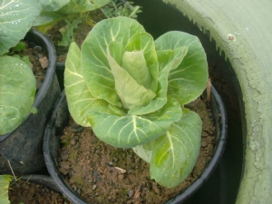 Winter cabbage for 2010. Winter cabbage for 2010.