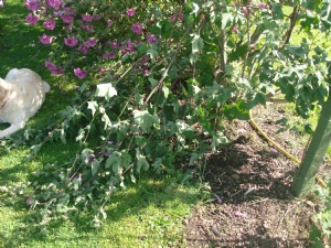 Lavatera branch hits the deck from wind.. Lavatera branch hits the deck from wind..